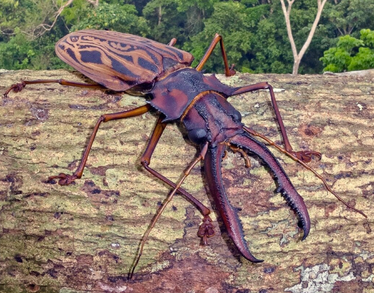 Самого большого насекомого в мире. Panoploscelis specularis. Фрин. Katydid. Psorodonotus.