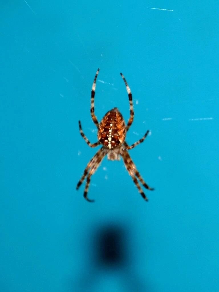 В этом году очень много  крестовиков! Прямо засилье какое то! Каждое утро перед выходом на улицу обметаю крыльцо! За ночь его вплотную затягивают паутиной крупные пауки!