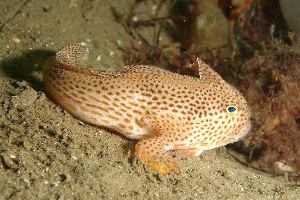 Архивное фото. Фото: Lincoln Wong / CSIRO / Wikimedia

