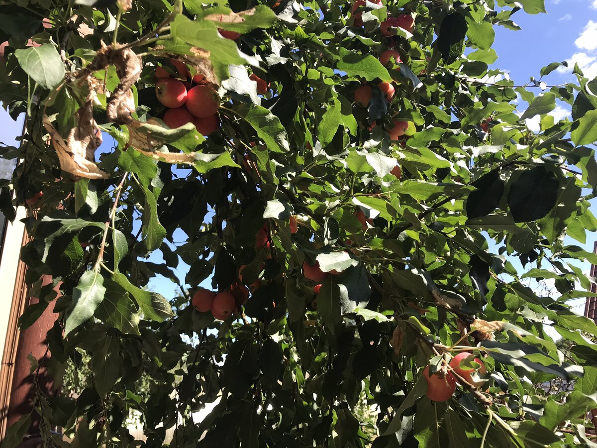Ветки сгибаются под тяжестью плодов, угроза топором - подействовала