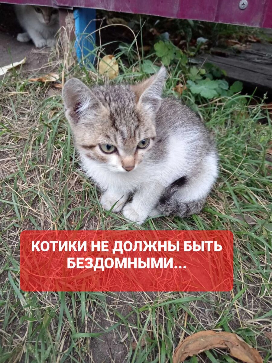 Котик на фото больше не бездомный. Мы забрали его в приют. Это не дом... но многие бездомыши остаются в приютах навсегда