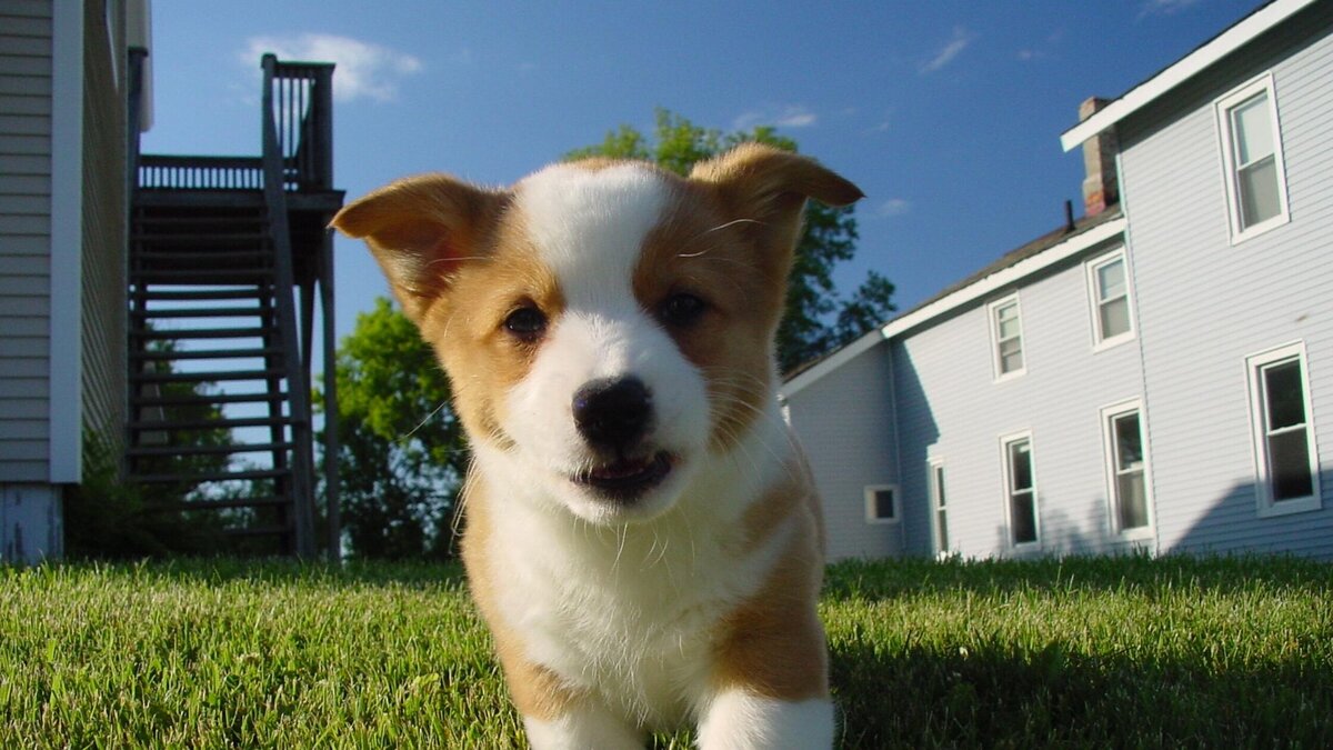 Собака 18. Г.Мегион муниципальный приют для бездомных собак. Corgi Puppies Running in Slow-mo will make your Day.