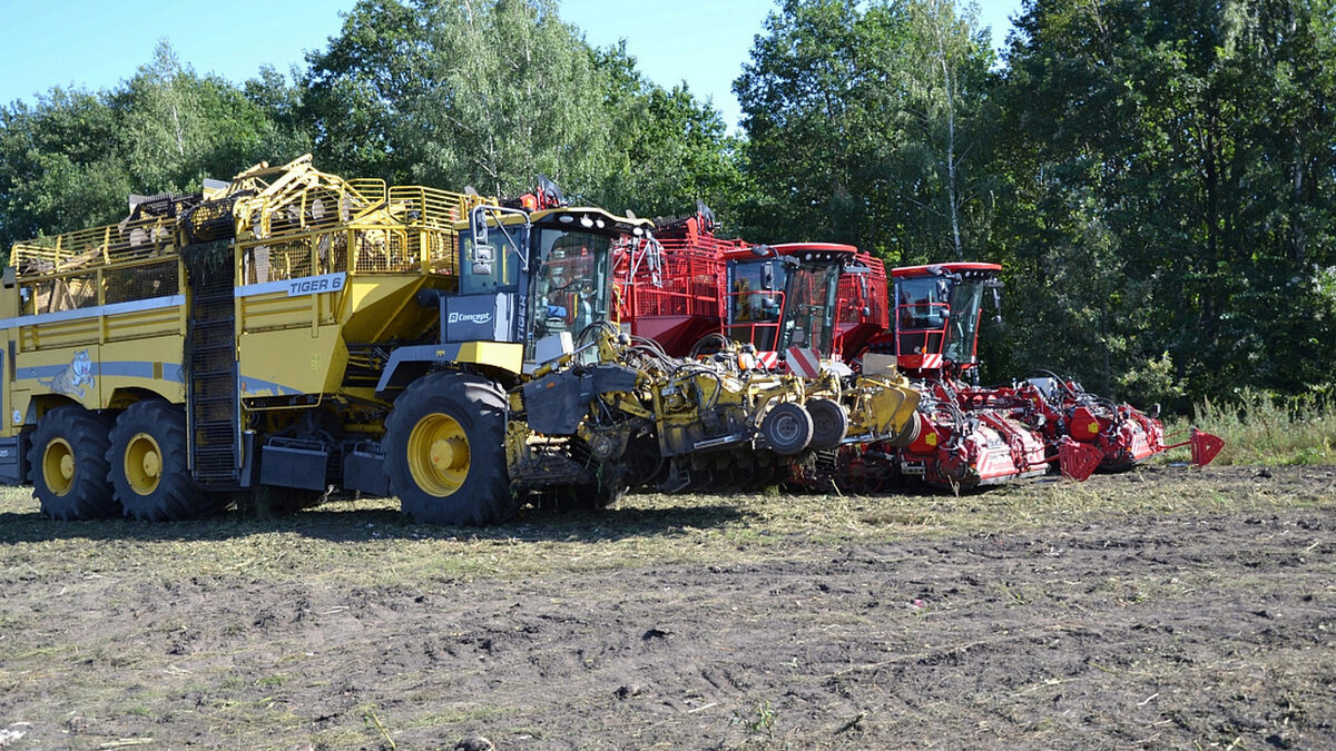    В Курской области собрали более 767 тысяч тонн сахарной свеклы