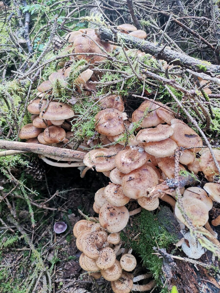 Осенние опята, 22.09.2023, Подмосковье 