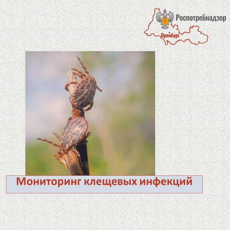    В Оренбуржье за неделю клещи покусали 50 человек, среди них 14 детей Марина Шарт