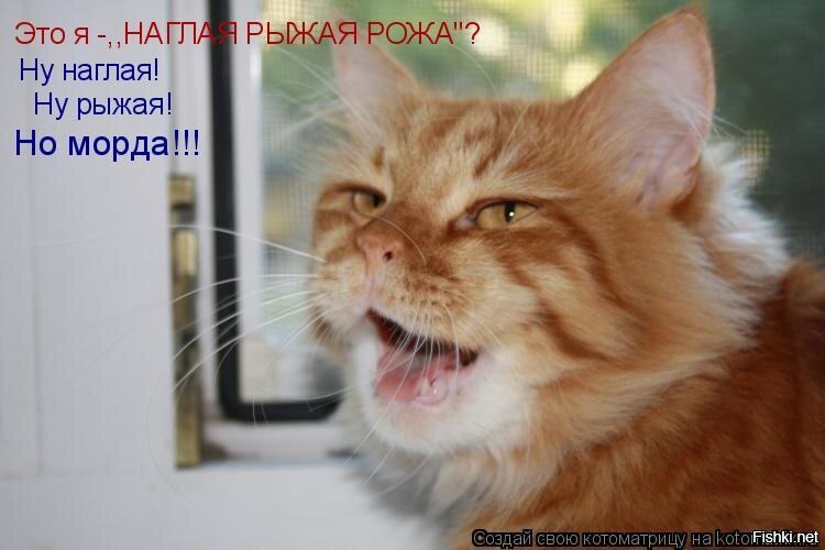 Наглая рыжа морда - это философия!
