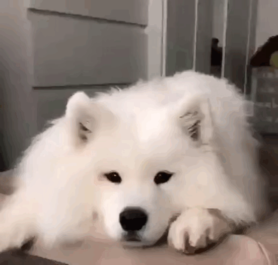 "Не оставляйте ваших питомцев без зарядки!"