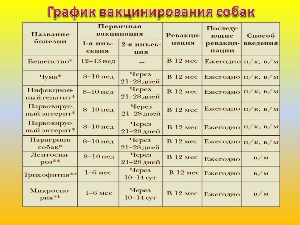 Прививки у собак график прививок по возрасту таблица. Список прививок для собак по возрасту. Прививки для собак график. Календарь прививок для собак.