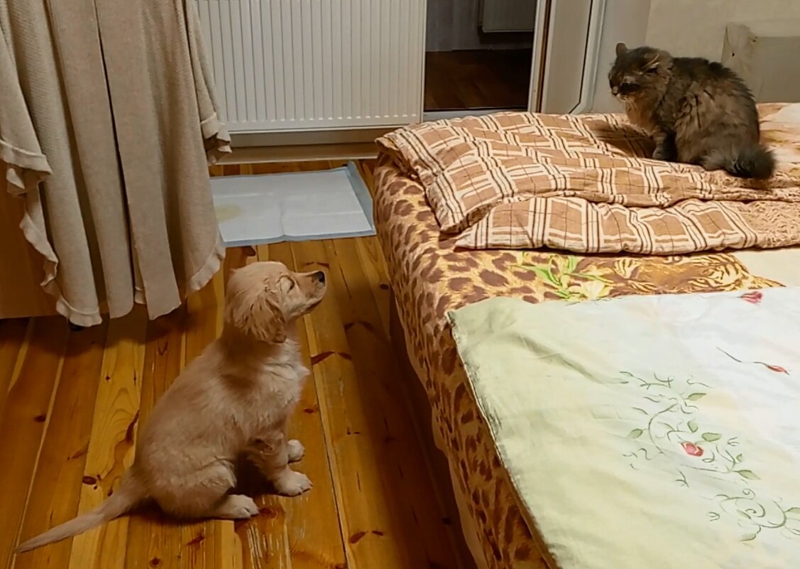 Ляля пристально пасёт Маню