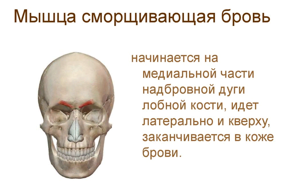 Мышца опускающая бровь фото