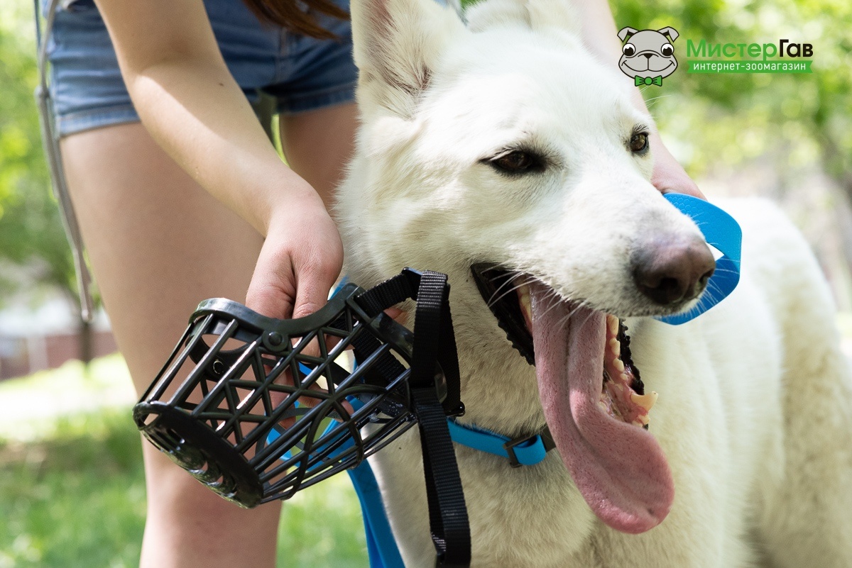 Фото интернет-зоомагазина Мистер Гав