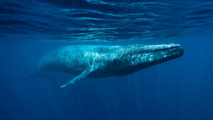   Человек может считать себя царем природы. Но по сравнению с самыми большими в мире животными люди — не более чем малявки.