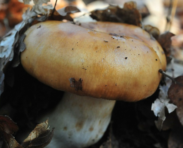 Берем или проходим мимо?