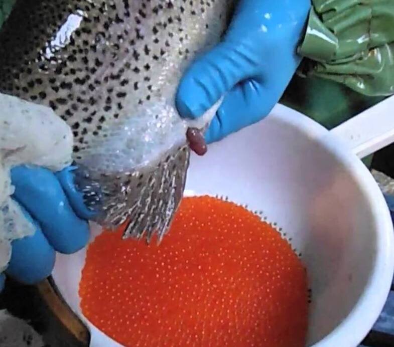 Как отличить самку форели от самца: полезная информация о рыбалке