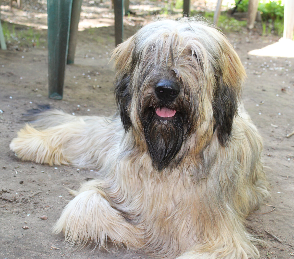 Бриар - французская овчарка