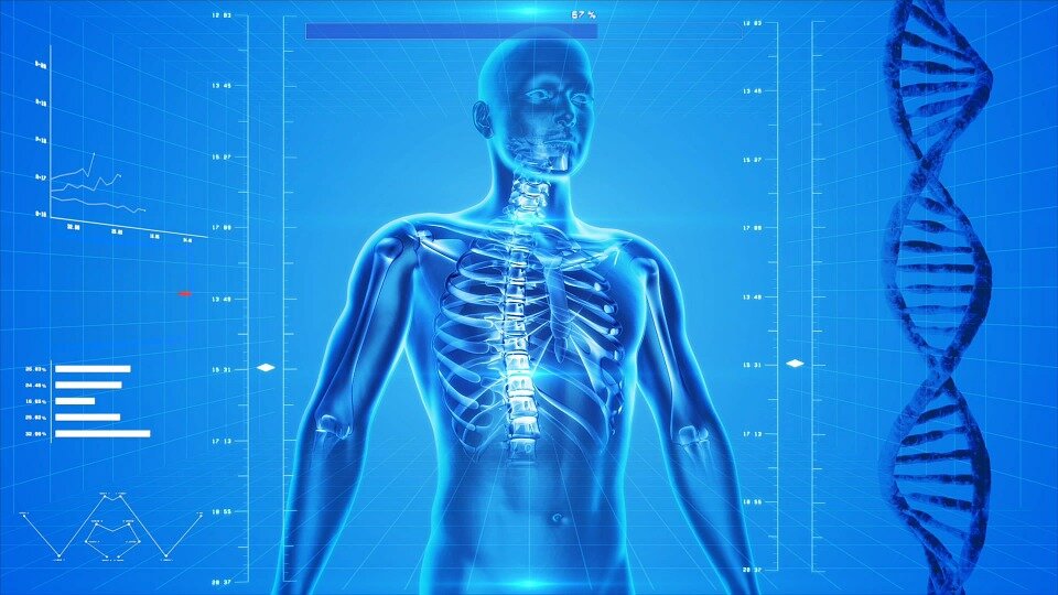 http://cdn.pixabay.com/photo/2013/07/18/10/59/human-skeleton-163715_960_720.jpg