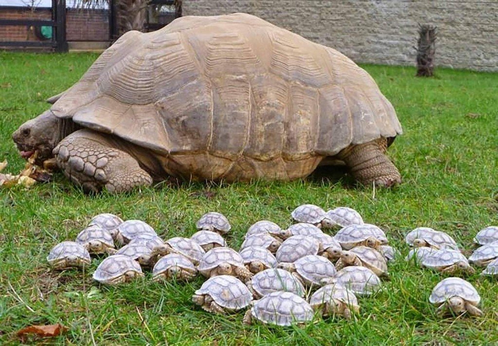 ФОТО ИЗ ОТКРЫТЫХ ИСТОЧНИКОВ,  TURTLE AND Ko