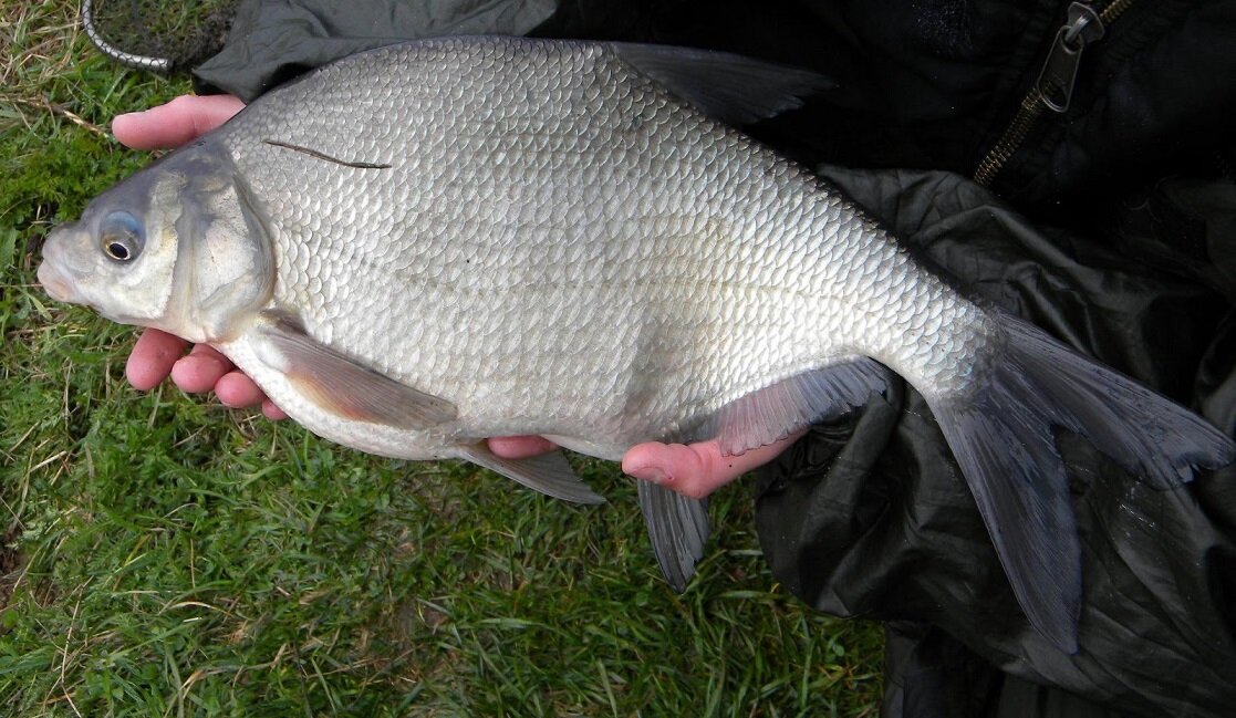 Для работы со снастью, приманкой и для снятия рыбы с крючка лучше всего иметь налобный фонарик. Этот фонарь будет всегда на месте и не будет потерян в темноте, а руки остаются свободными. Не следует светить им на воду, так как лещ может испугаться бегающего света, а свет от костра направлен под меньшим углом к воде, поэтому большая часть света отражается от поверхности и до дна достает лишь малая часть светового потока, что менее нежелательно в этом деле. Чем выше находится источник света над водой, тем большая часть потока проникает в толщу воды и освещает дно. 
Прикормку используют растительную ароматизированную с добавлением опарыша и мотыля. На вечерней зорьке изготавливают глиняные шарики ( если есть течение), с закатанной в них прикормкой и заранее их бросают в место будущей ночной ловли. Для водоемов без течения шарики можно делать из обычной сырой земли. В ходе ловли можно подкидывать прикормку, но очень осторожно, стараясь не сделать всплеск сильным, желательно россыпью.
