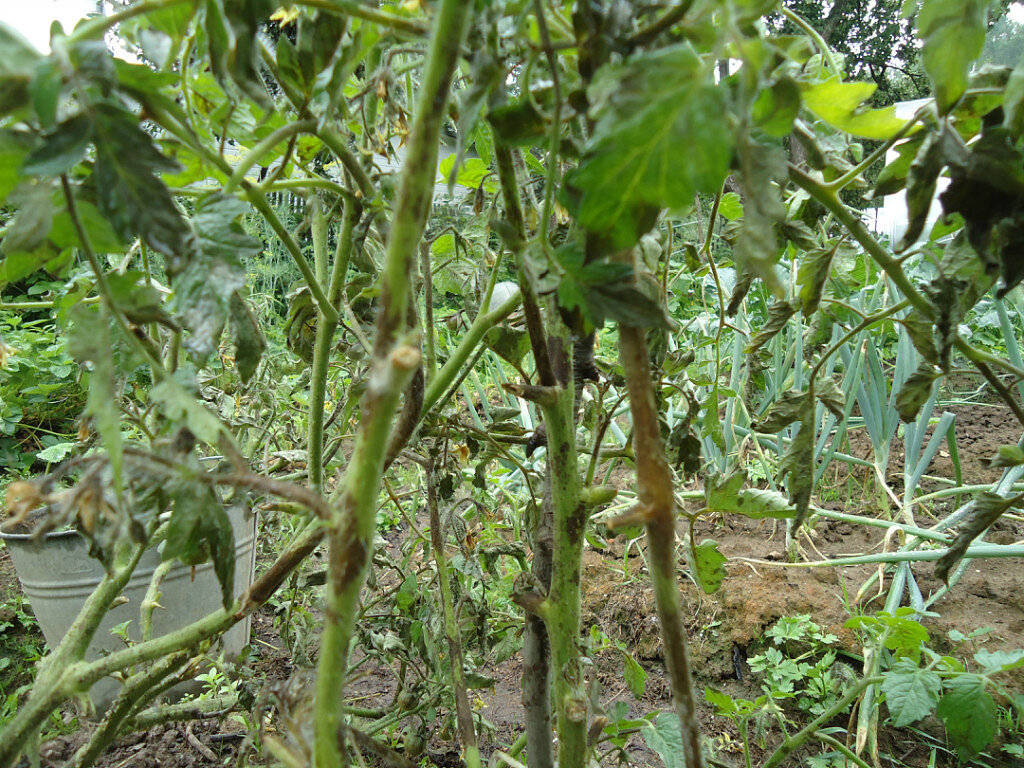 Через пару дней куст становится таким,и его уже не спасти