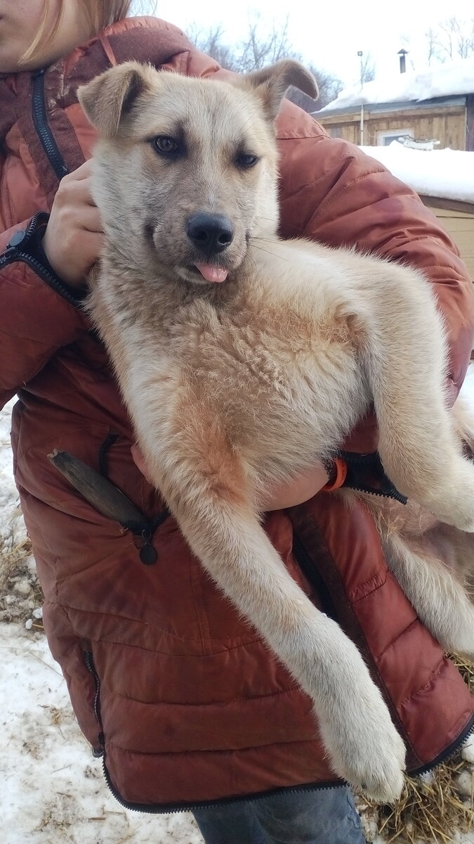 Назвали щенка Тобик