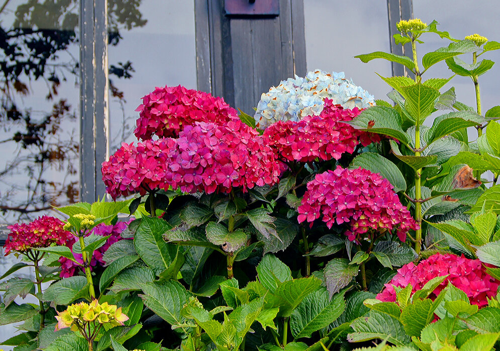 Гортензия круп но олистовая садовая. Гортензия блю хевен. Гортензия фиолетовая саженцы. Низкорослые сорта гортензий позднего цветения. Гортензия крупнолистная бель седакшэн.