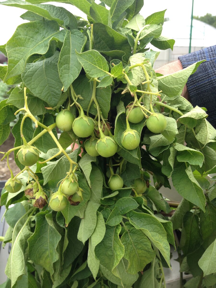 Ягоды, в которых находятся ботанические семена картофеля