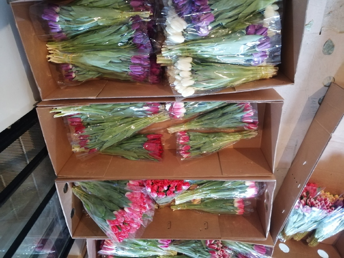 Закупка тюльпанов