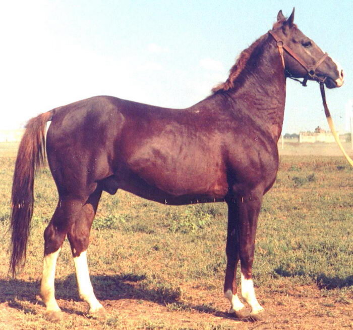Когда-то один ипполог сделал очень лаконичное описание киргизской лошади: "Сплошные мускулы" и это правда: несмотря на свой довольно приличный рост (137 см в холке у жеребцов), киргизская лошадь сложенна очень крепко, у неё довольно компактное туловище, короткая шея и очень крепкие ноги и копыта, вовсе не нуждающиеся в ковке. Масть у киргизских лошадей самая разнообразная, но чаще всего встречается гнедая и серая.