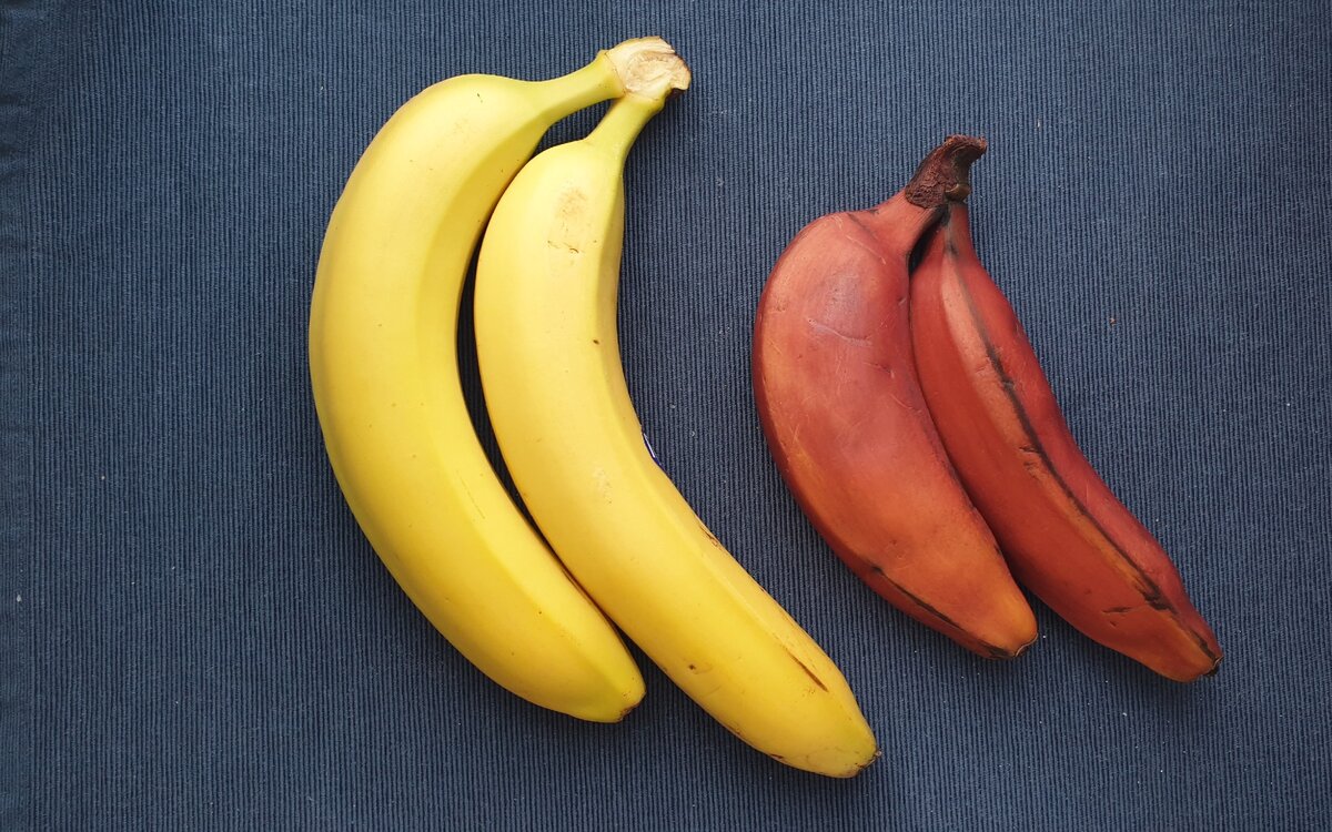 Красные бананы из Эквадора за 190 рублей
