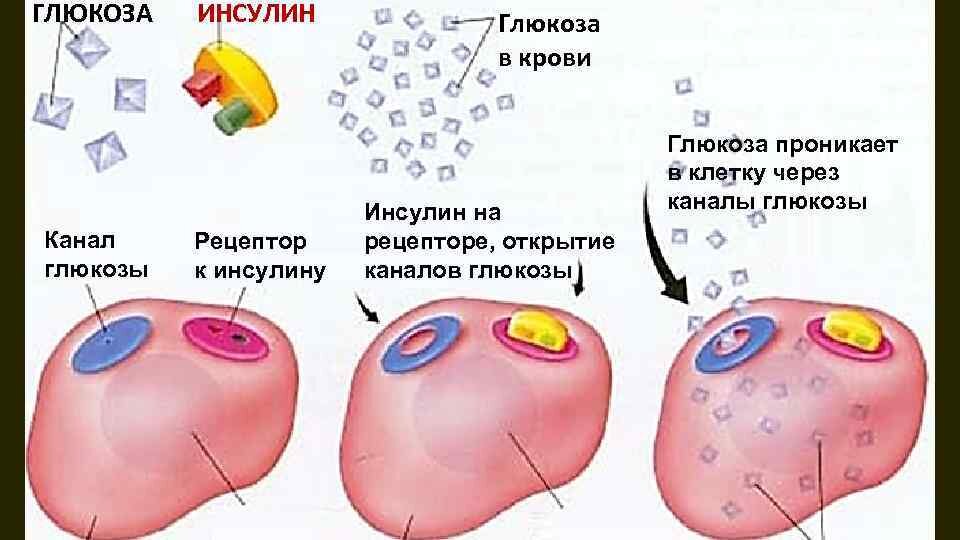 МОЗГУ НУЖНА ЭНЕРГИЯ И ГЛЮКОЗА, И НА ЭТО РАБОТАЕТ ВЕСЬ ОРГАНИЗМ | Факты к  размышлению | Дзен