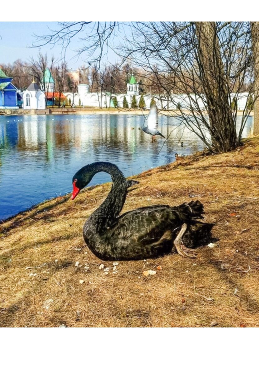 Николо Угрешский монастырь пруд