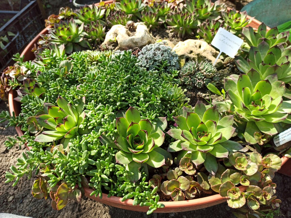 Мой цветник