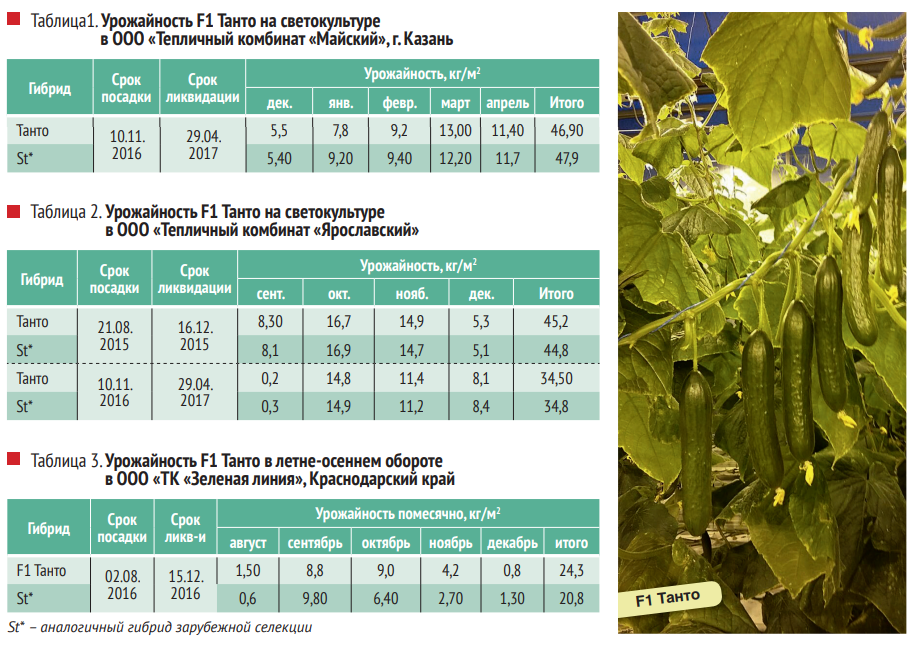 Урожайность огурцов с 1 кв м. Урожайность огурцов с 1 м2. Урожайность тепличного огурца. Урожайность огурцов в парнике.