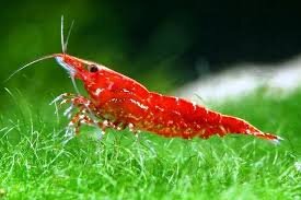 Вишня или Черри