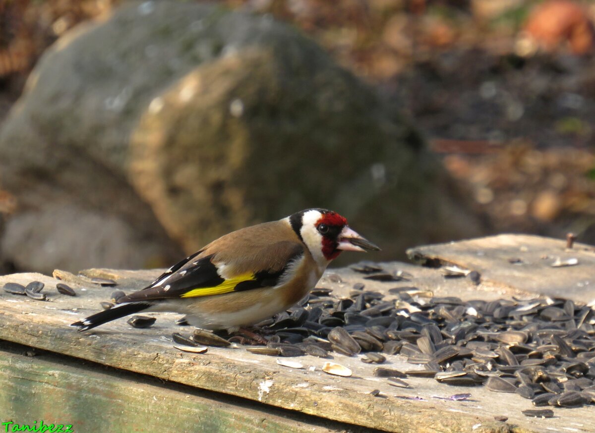 Щегол черноголовый (обыкновенный) / Carduelis carduelis