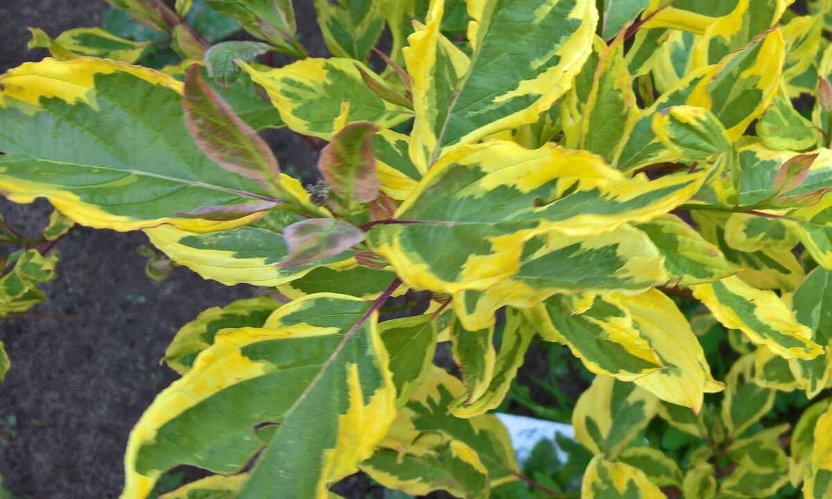 Стандартный окрас, соответствует сорту