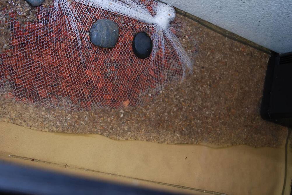 Видите четкую границу между двумя типами грунта? Их разделяет пластиковый уголок от папки.