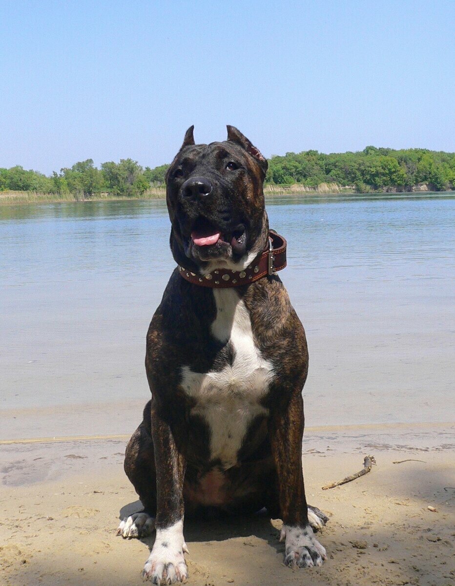 Канарский дог 