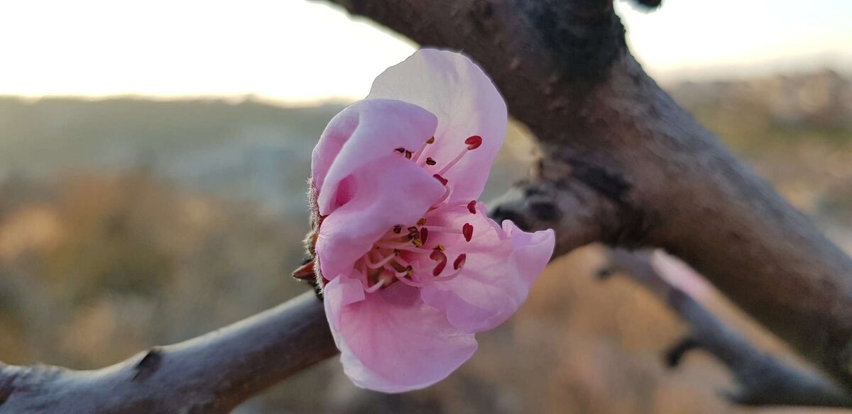 Цветение вишни