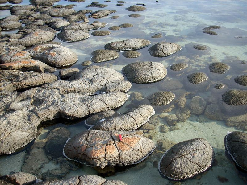 Строматолиты в Shark Bay, Австралия — живые окаменелости первых микробных сообществ на ранней Земле.  Alicejmichel/Wikimedia Commons