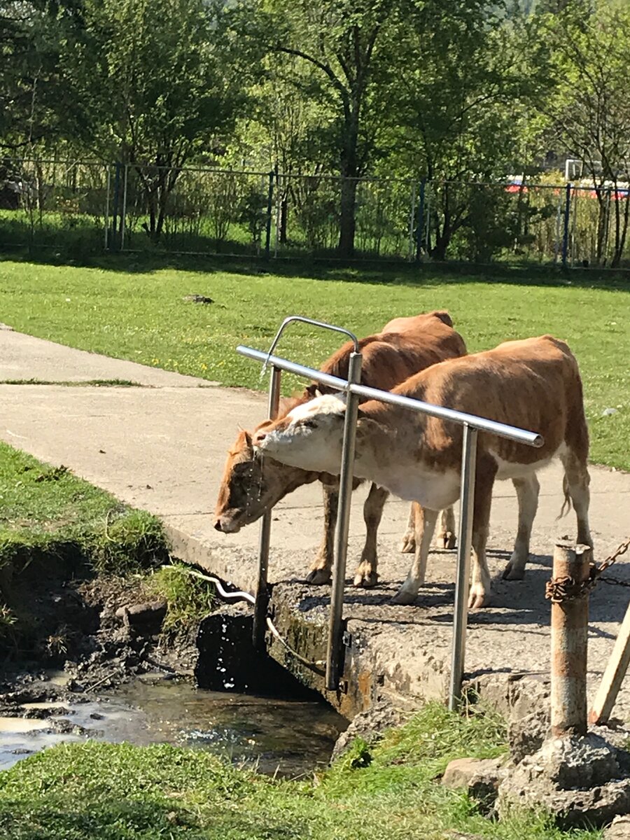 Коровы пьют минеральную воду из источника