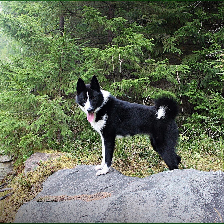 Русско-европейская лайка.