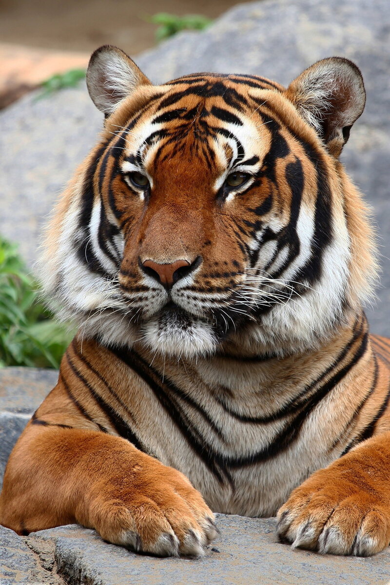 Тигр: описание животного | Газим Султанов | Дзен