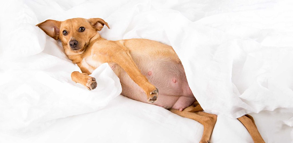 Беременность у собак: сколько длится, признаки и симптомы.