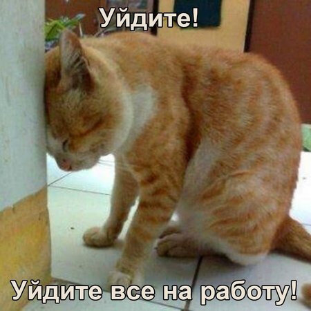 Кот. Фото с просторов Интернета.