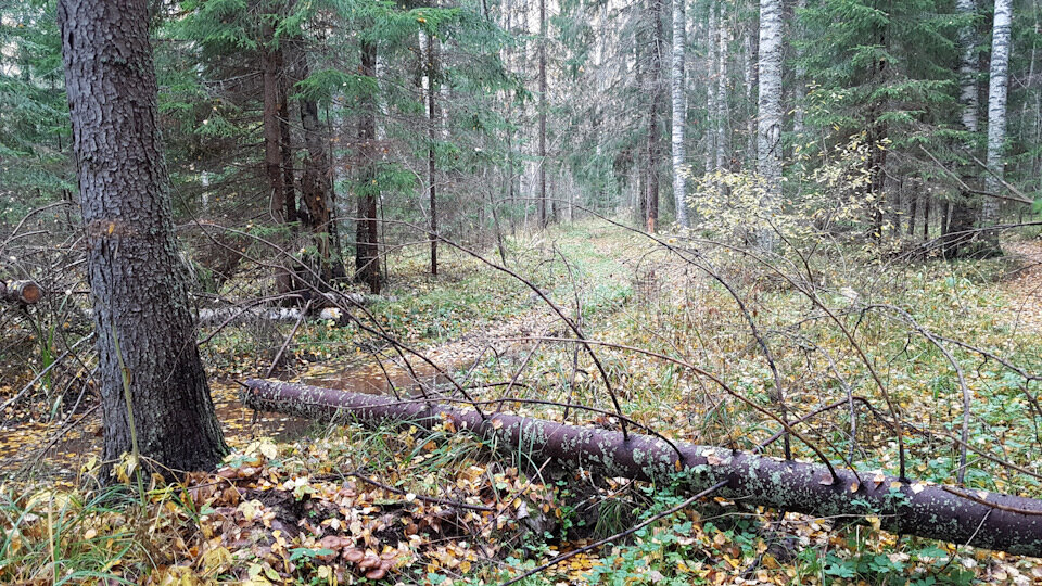 Участок старинной дороги