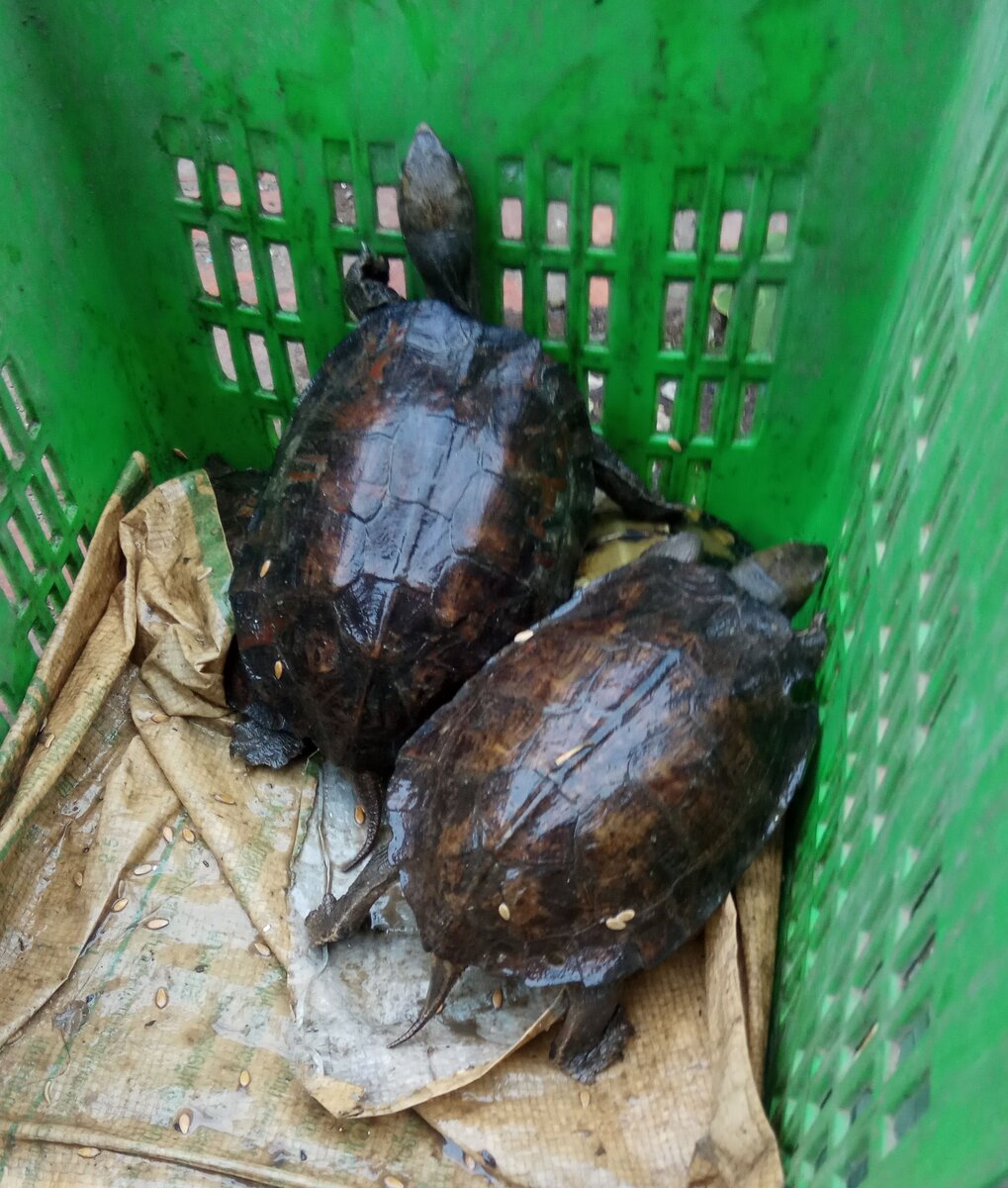 Черепахи в корзине