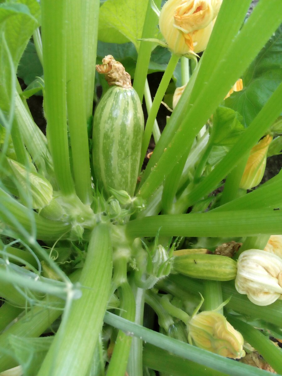 Молодой кабак.