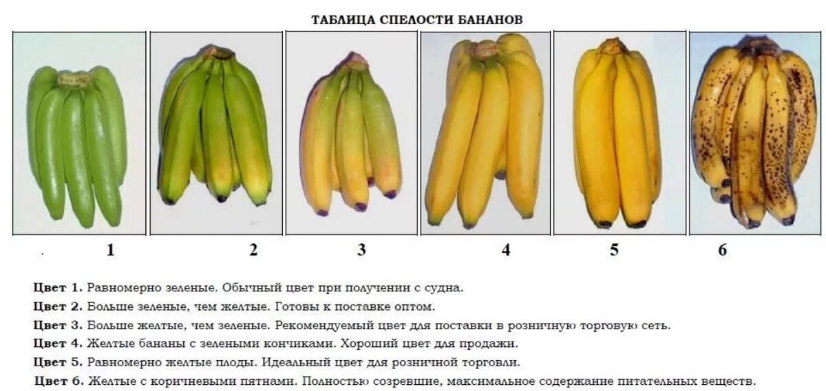 Банан тип плода. Созревание банана таблица. Бананы 6 степень зрелости. Степень созревания бананов. Стадии созревания бананов.