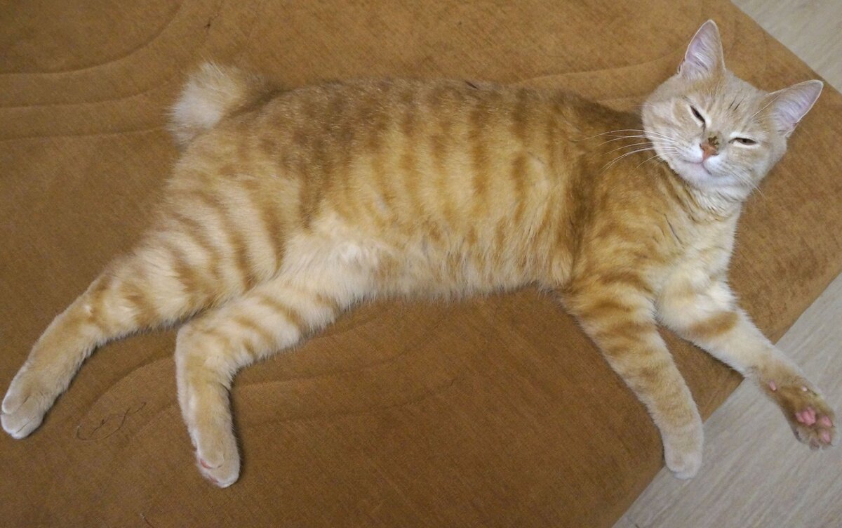 Довольный кот